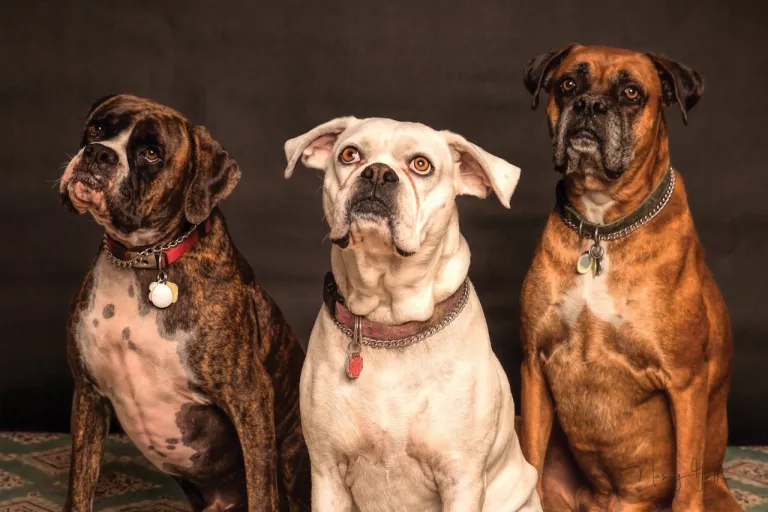 Top 20 Dog-Friendly Hotels in the US