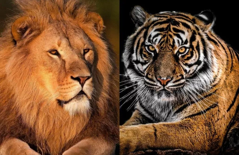 lions vs tigers