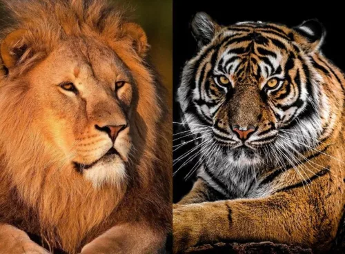 lions vs tigers