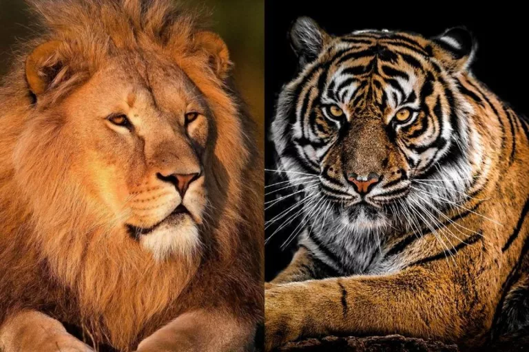 Are Tigers Stronger Than Lions?