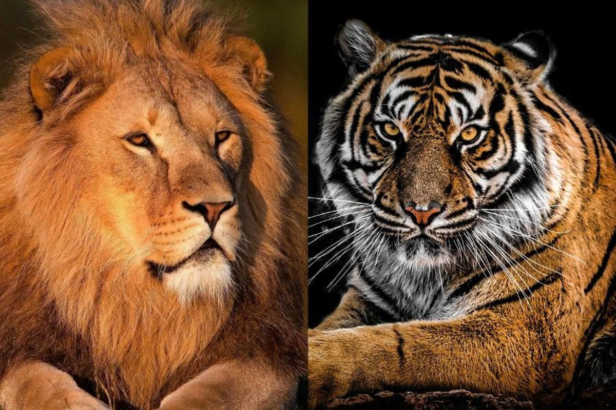 lions vs tigers