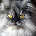 15 Fun Facts About Cat Breeds That Most Cat Lovers Don’t Know