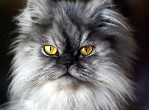 persian cats