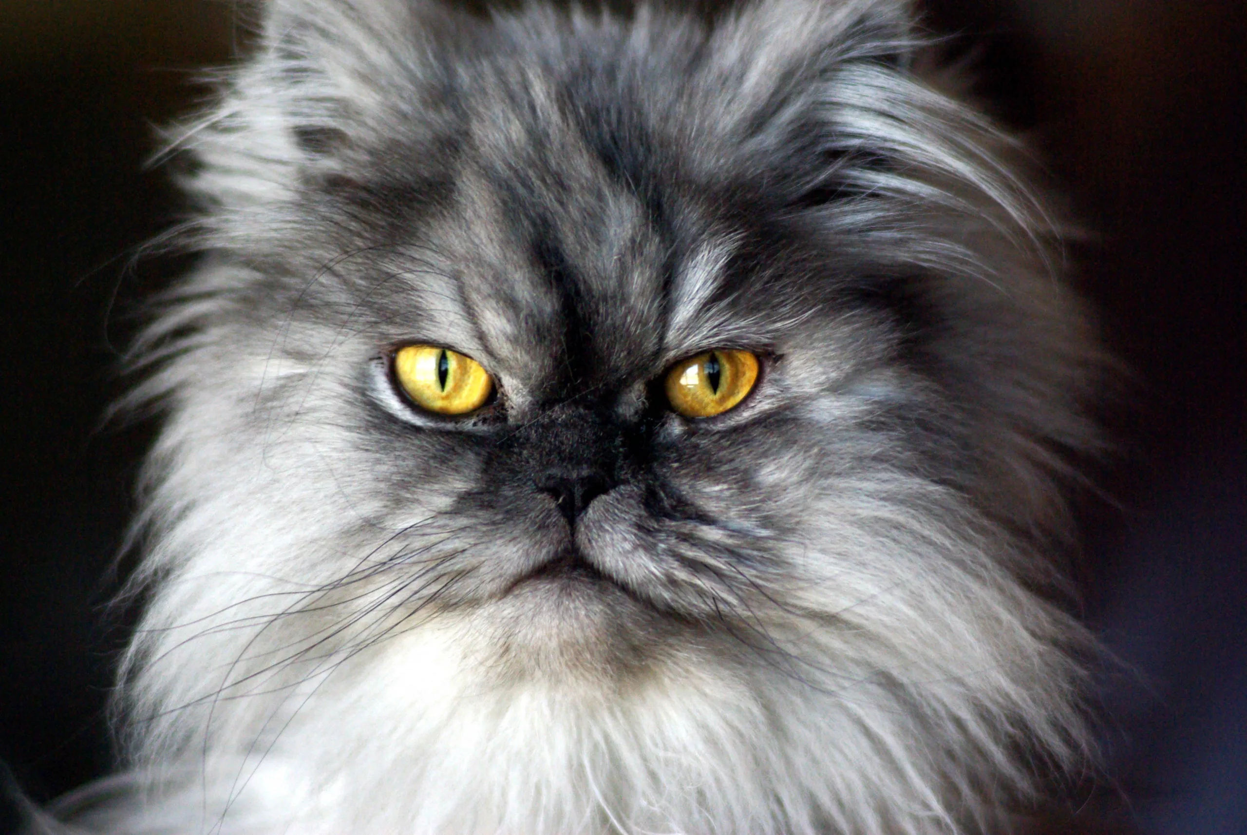 persian cats