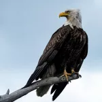 15 Surprising Facts About Eagles That Will Captivate Your Attention