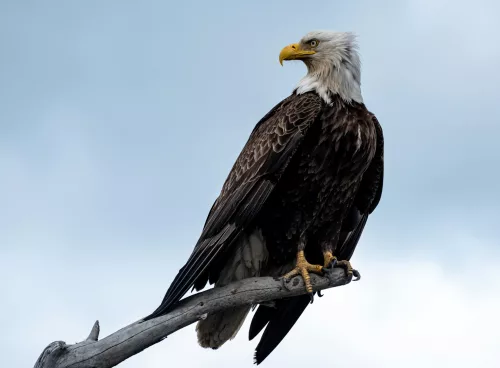 a bald eagle