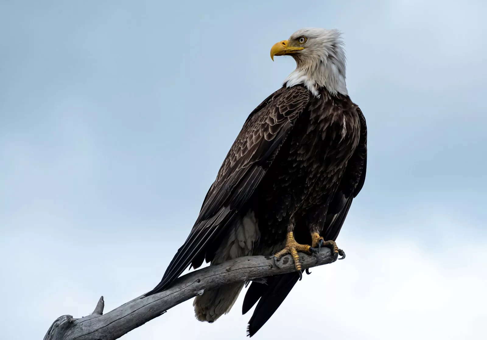 a bald eagle