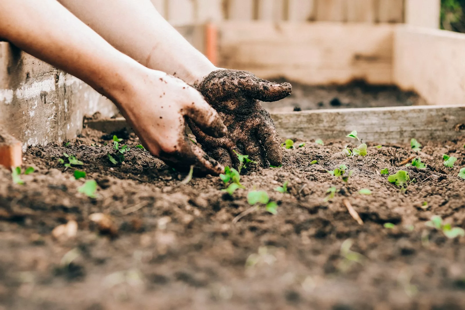 Grow Your Own Food: Essential Tips for a Thriving Garden 1 gardening