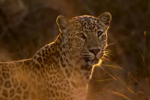 15 Amazing Facts About Leopards That Will Surprise You
