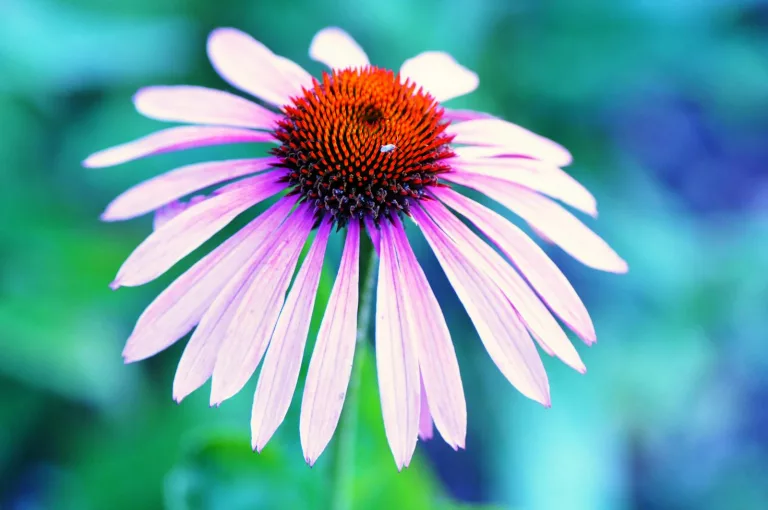 20 Extracts That Strengthen Immunity