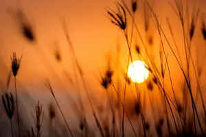 20 Fascinating Facts About the Sun: Understanding Our Solar System’s Star