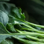 24 Foods That Can Help You Maintain a Healthy Weight