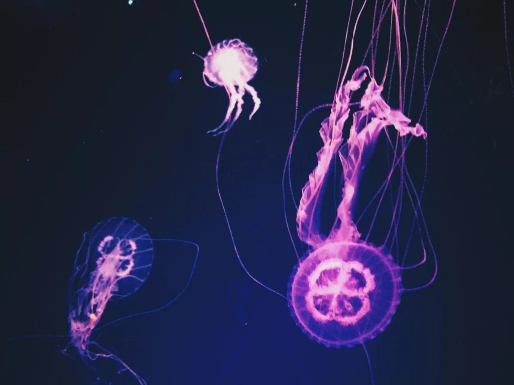 Bioluminescence: Why Some Creatures Glow in the Dark 1 Bioluminescence: Why Some Creatures Glow in the Dark