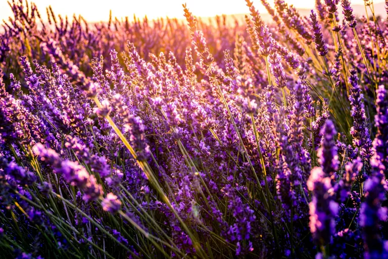17 Aromatic Herbs That Reduce Anxiety