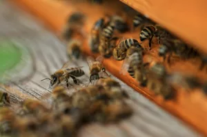 Keystone Species: How One Animal Can Support Entire Ecosystems
