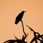 How Animals Sense Disasters Before They Happen