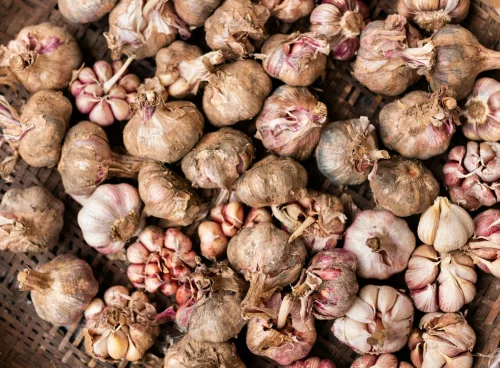 garlic lot