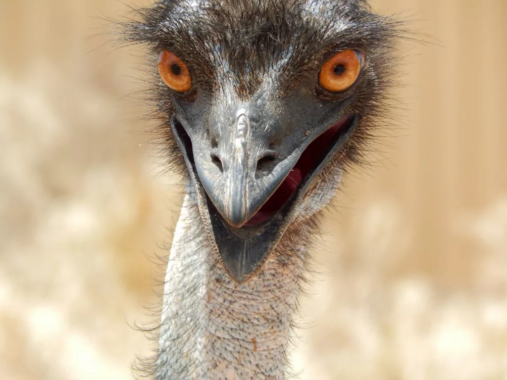 The Great Emu War: How Australia Lost a Battle Against Birds