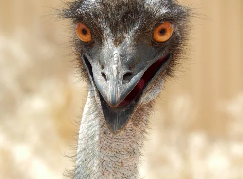 great emu war