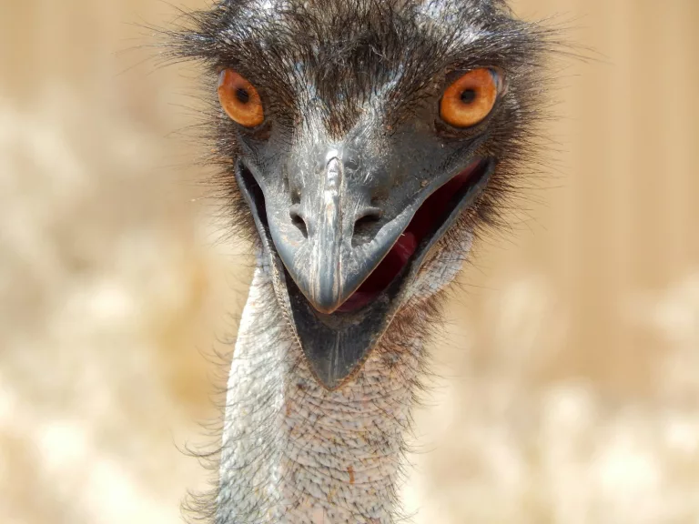 The Great Emu War: How Australia Lost a Battle Against Birds