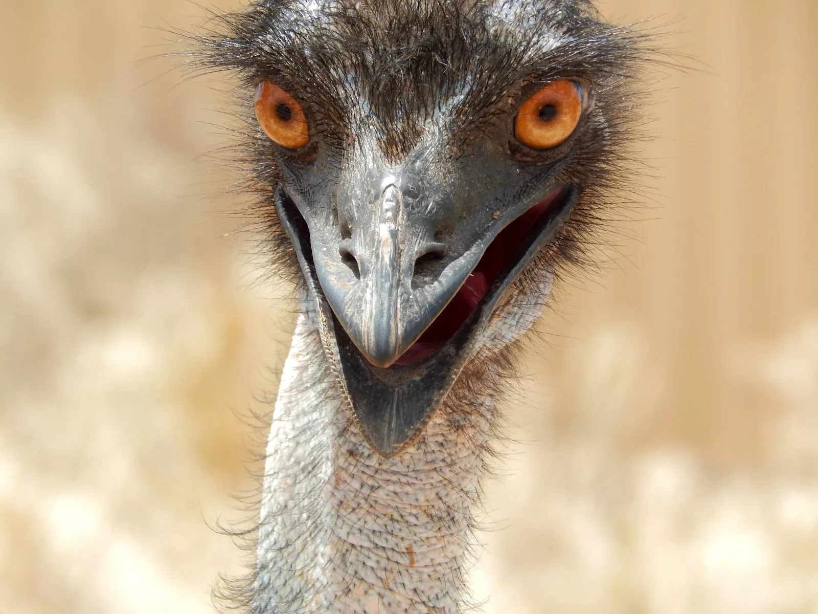 The Great Emu War: How Australia Lost a Battle Against Birds 1 great emu war