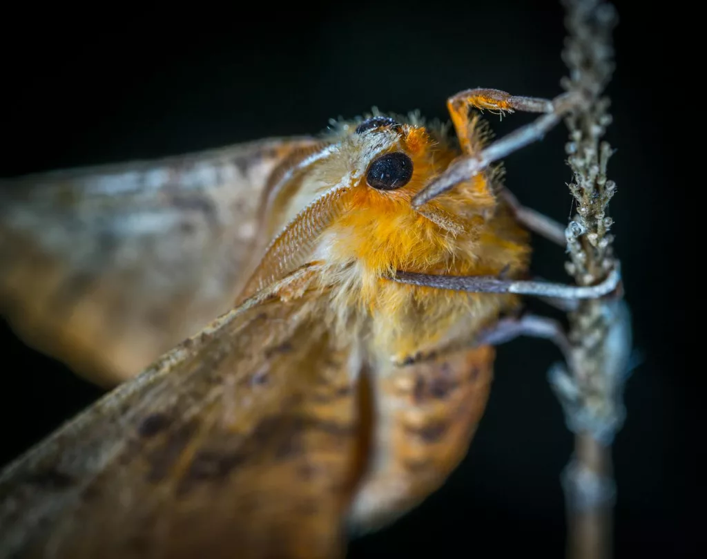 15 Unbelievable Facts About Insects That Will Change the Way You See Them 1 15 Unbelievable Facts About Insects That Will Change the Way You See Them