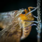 15 Unbelievable Facts About Insects That Will Change the Way You See Them