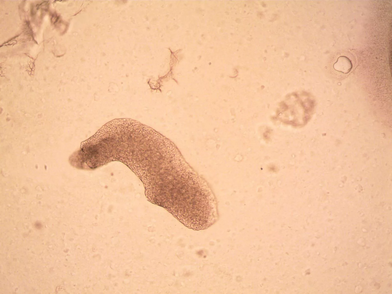 How Extremophiles Thrive in the Harshest Environments on Earth 1 Extremophiles