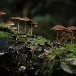 16 Interesting Facts About Fungi That Will Change How You See the Natural World