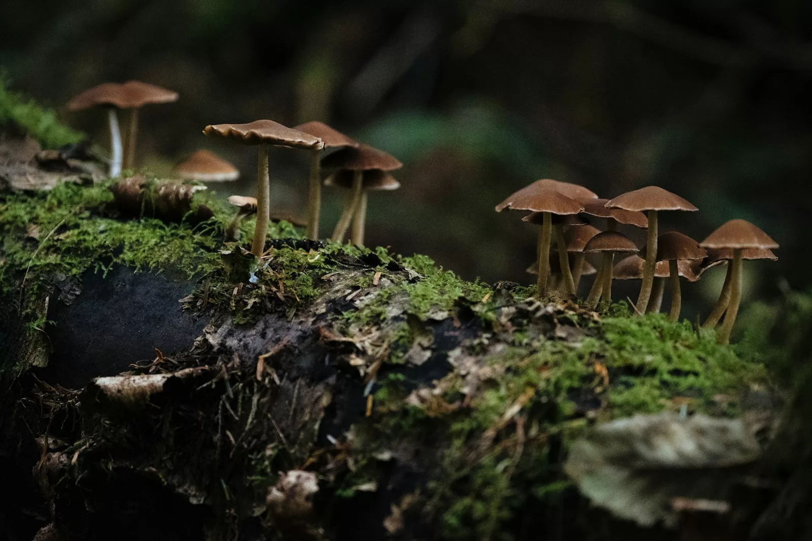 fungi